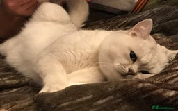 British Shorthair cats for sale: British Shorthair Silver Chinchilla  - Image 32