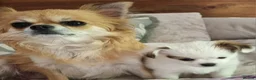 Chihuahua dogs for sale: Beautiful KC Registered girl Willow - Advert 13