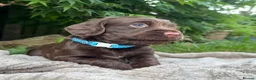 Cocker Spaniel dogs for sale: Stunning KC/Health tested working cocker spaniels - Advert 6