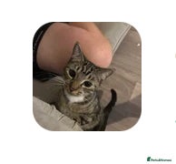 Mixed Breed cats Kitten  in Havant - Advert 1