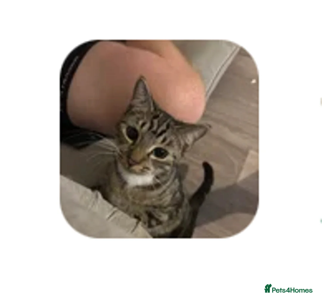 Mixed Breed cats for sale: Kitten  - Advert 1