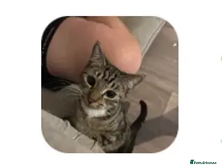 Mixed Breed cats Kitten in Havant - Advert 1