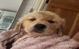 Golden Retriever dogs for sale: Healthy well socialised calm KC puppies - Image 2