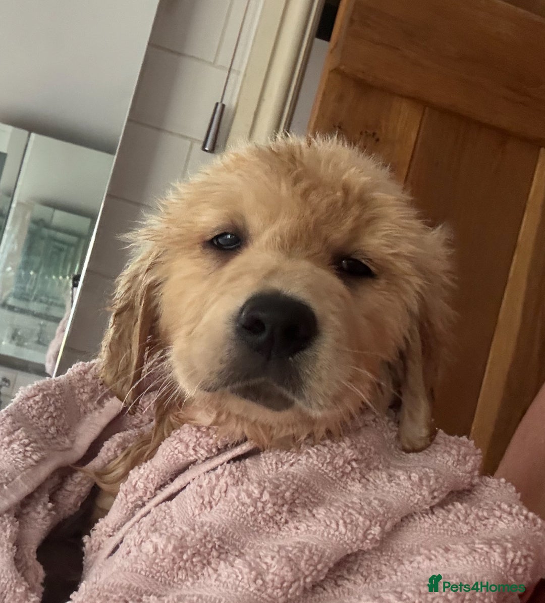 Golden Retriever dogs for sale: Healthy well socialised calm KC puppies - Image 2