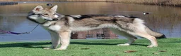 Tamaskan dogs for sale: Leo now available. Fully vac and embarked - Advert 5