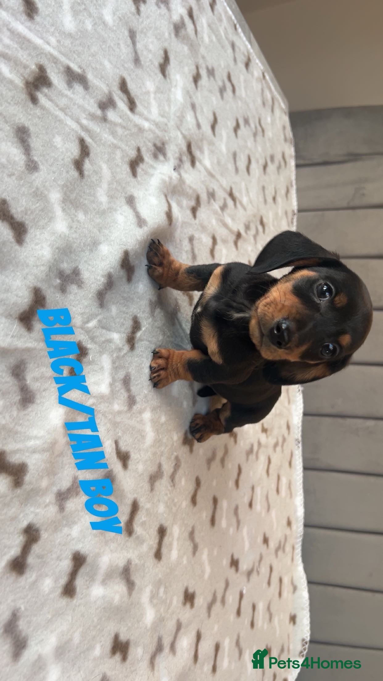 Miniature Dachshund dogs ***mini dachshunds *** - Advert 8