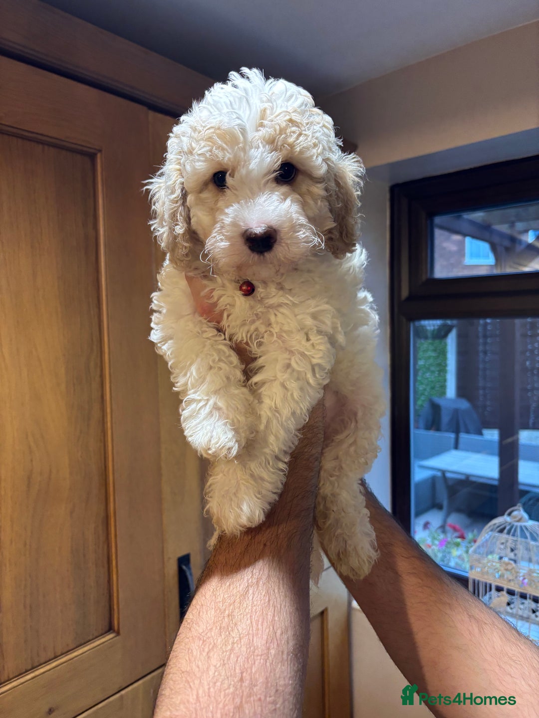 Cavapoochon dogs for sale: 1 cavapoochon puppie looking for forever homes - Image 9