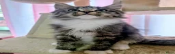 Maine Coon cats for sale: Mainecoon x Ragdoll kittens,read full description  - Advert 10