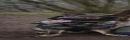 German Shepherd dogs for sale: Cooper Von Barwolves  - Advert 3