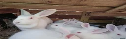 New Zealand rabbits for sale: NZW Rabbits Available Soon in Airdrie - Advert 1