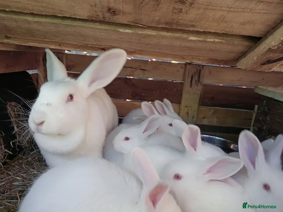 New Zealand rabbits for sale: NZW Rabbits Available Soon in Airdrie - Advert 1