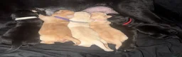 Labrador Retriever dogs for sale: KC Labrador Pups, Champion Line, Health Tested - Advert 7