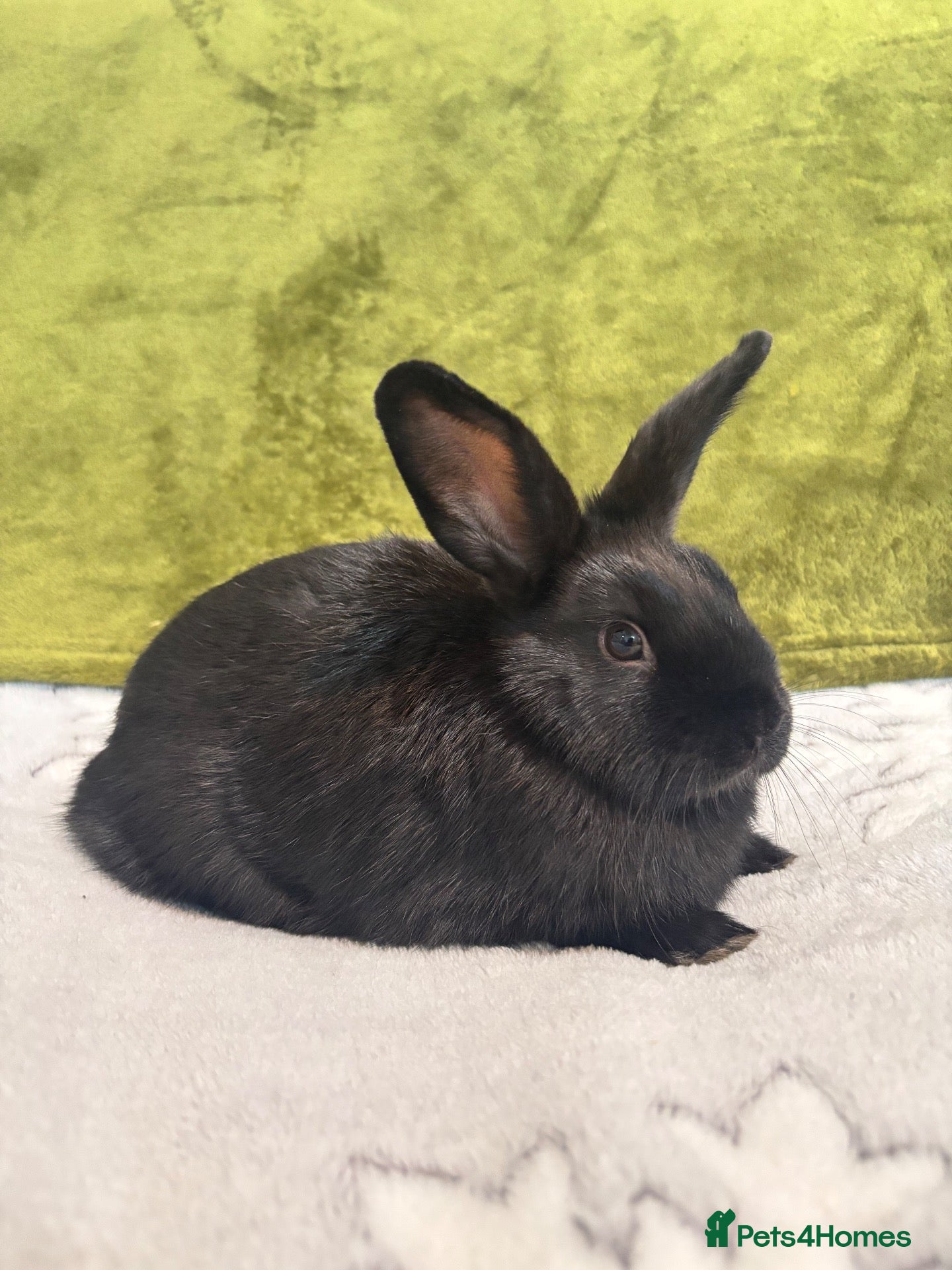 Mixed Breed rabbits 3 mini lop cross 1 female 2 male - Advert 2