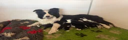 Border Collie dogs for sale: Beautiful Border Collie pups.  - Advert 11