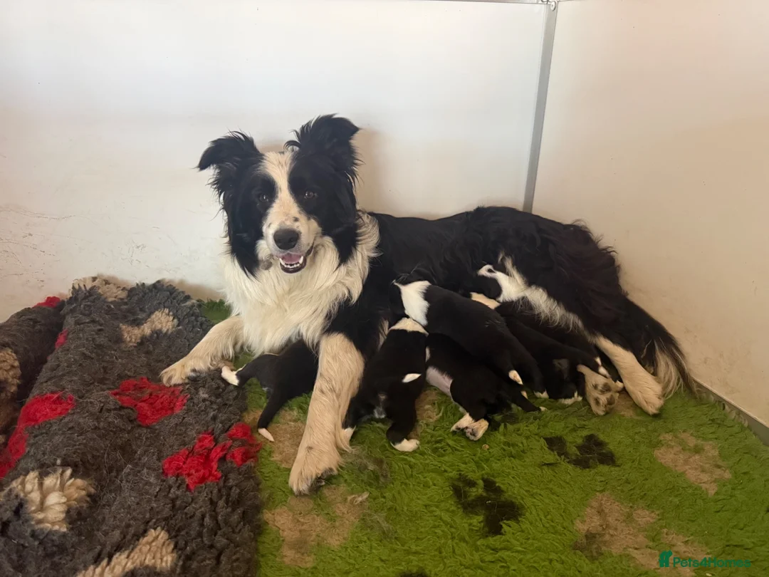 Border Collie dogs for sale: Beautiful Border Collie pups.  - Advert 11