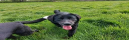 Mixed Breed dogs for adoption: Meer Orla, currently residing in Cheshire  in Tarporley - Advert 2