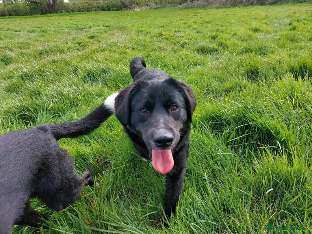 Mixed Breed dogs for adoption: Meer Orla, currently residing in Cheshire  in Tarporley - Advert 2