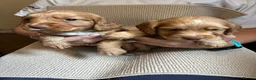 Cocker Spaniel dogs for sale: Gorgeous Cocker Spaniel puppies - Advert 7