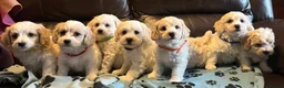 Cavachon dogs for sale: Cute Cavachon x bichon Frise puppies  - Advert 24