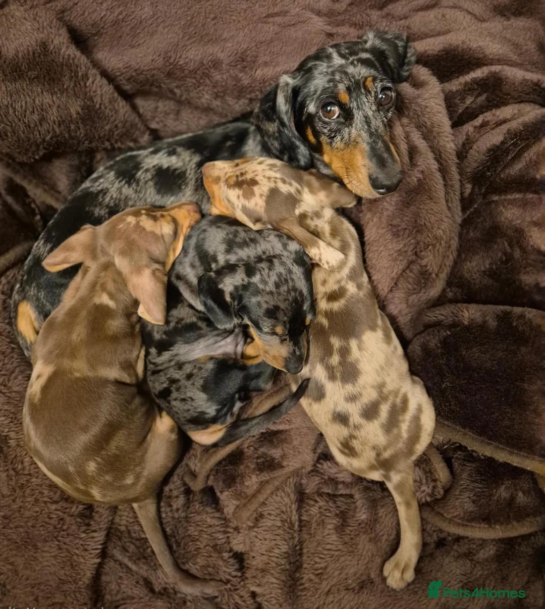 Miniature Dachshund dogs for sale: Stunning KC Registered PRA Clear Dapples Ready Now - Advert 2