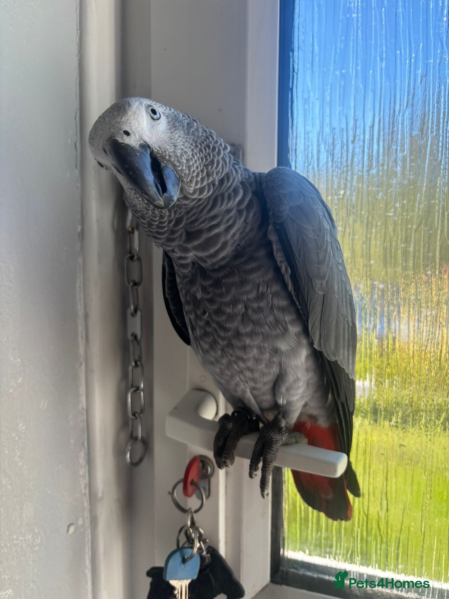 Parrots birds for sale: Hand reared 10 month old female African grey - Advert 10