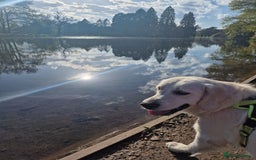 Golden Retriever dogs for sale: Dave the Retriever - Image 5