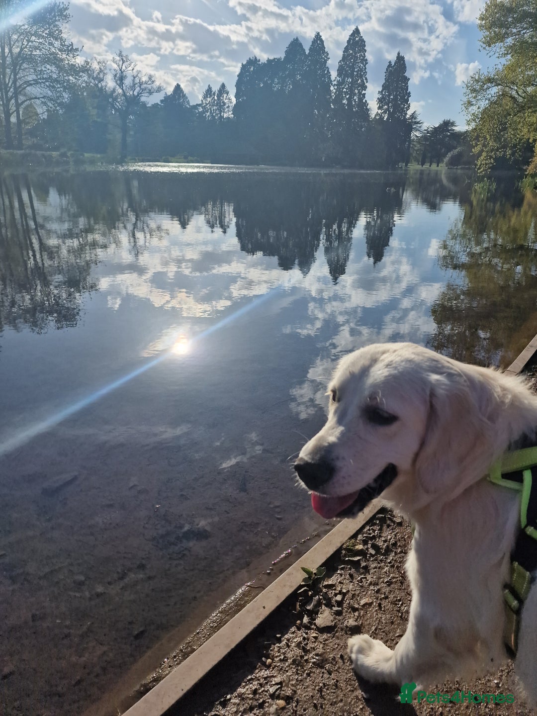 Golden Retriever dogs for sale: Dave the Retriever - Image 5