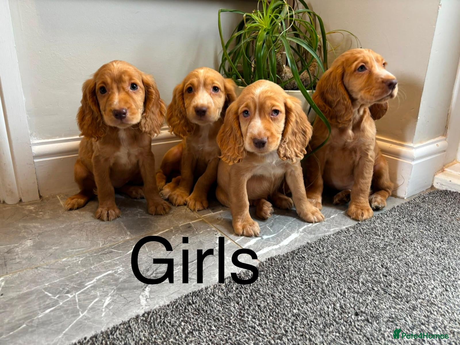Cocker Spaniel dogs Cocker spaniels FULLY VACCINATED LAST GIRL - Advert 9