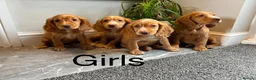 Cocker Spaniel dogs for sale: Cocker spaniels ready now  - Advert 6