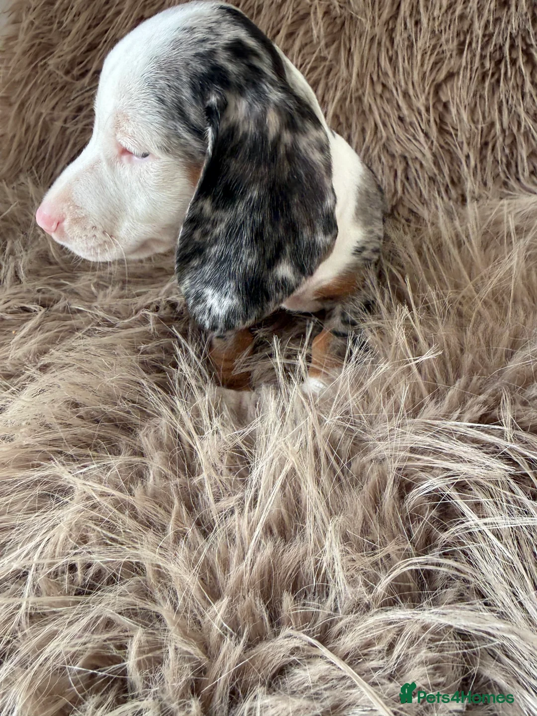 Miniature Dachshund dogs for sale: Two female mini dachshunds - Advert 20