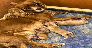 Cavalier King Charles Spaniel dogs - Advert 1