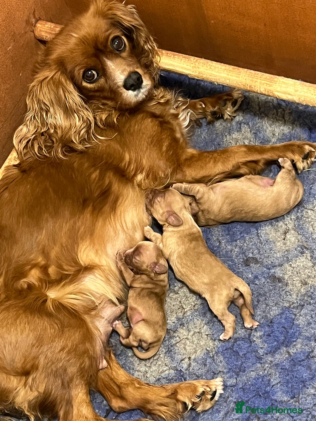 Cavalier King Charles Spaniel dogs for sale: Gorgeous King Charles cavalier pups🐶 - Image 3