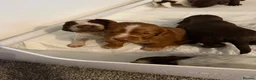 Cocker Spaniel dogs for sale: Cocker spaniel puppies for sale  - Advert 11