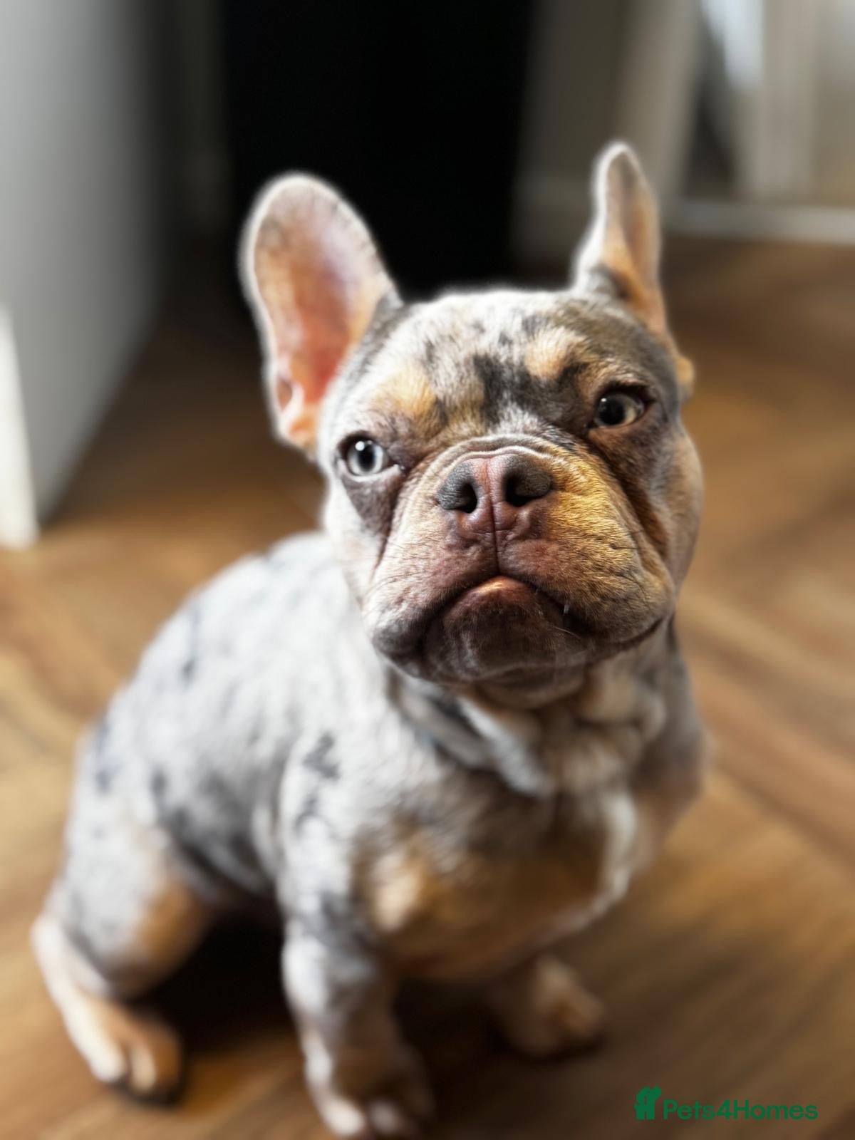 French Bulldog dogs Merle French bulldog for stud  - Advert 1