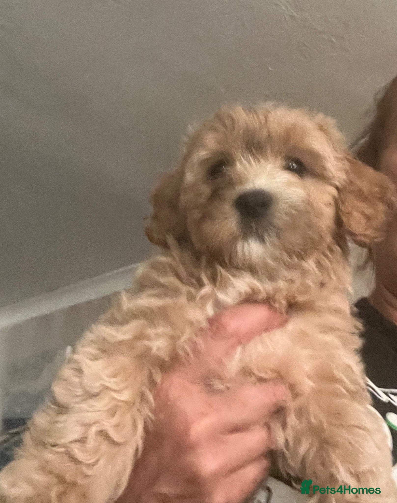 Mixed Breed dogs for sale: FLUFFY LOVING and FUN TOY COCKAPOO PUPPIES - Advert 1