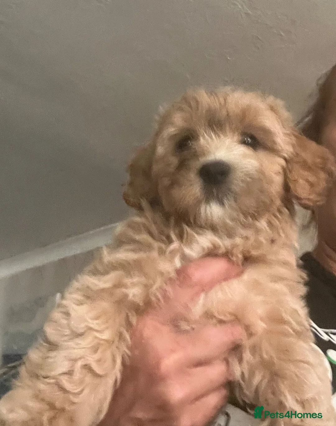 Mixed Breed dogs for sale: FLUFFY LOVING and FUN TOY COCKAPOO PUPPIES in Folkestone - Advert 1