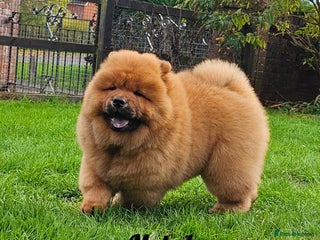 Chow Chow dogs - Advert 5