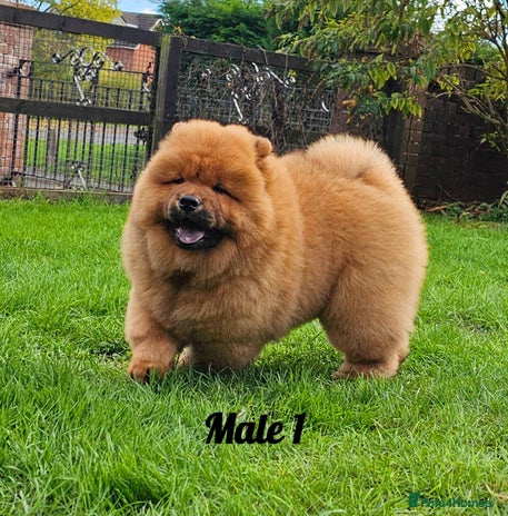 Chow Chow dogs - Advert 1