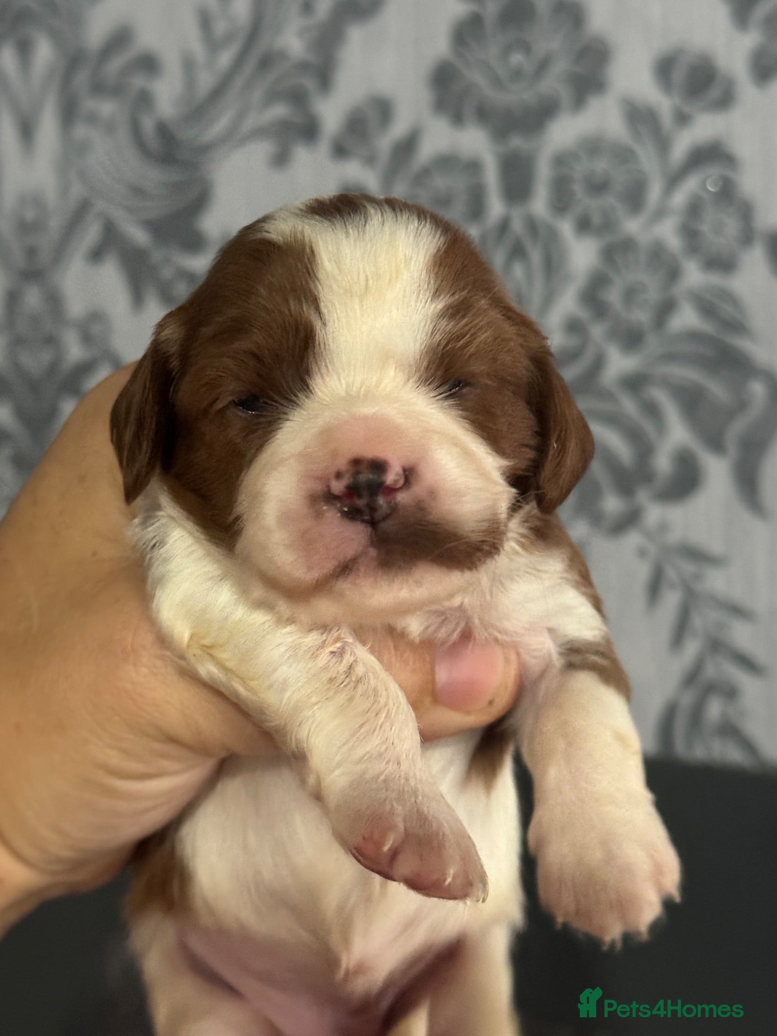 Cavapoo dogs Stunning cavapoo puppies. Viewing welcomed   - Advert 15