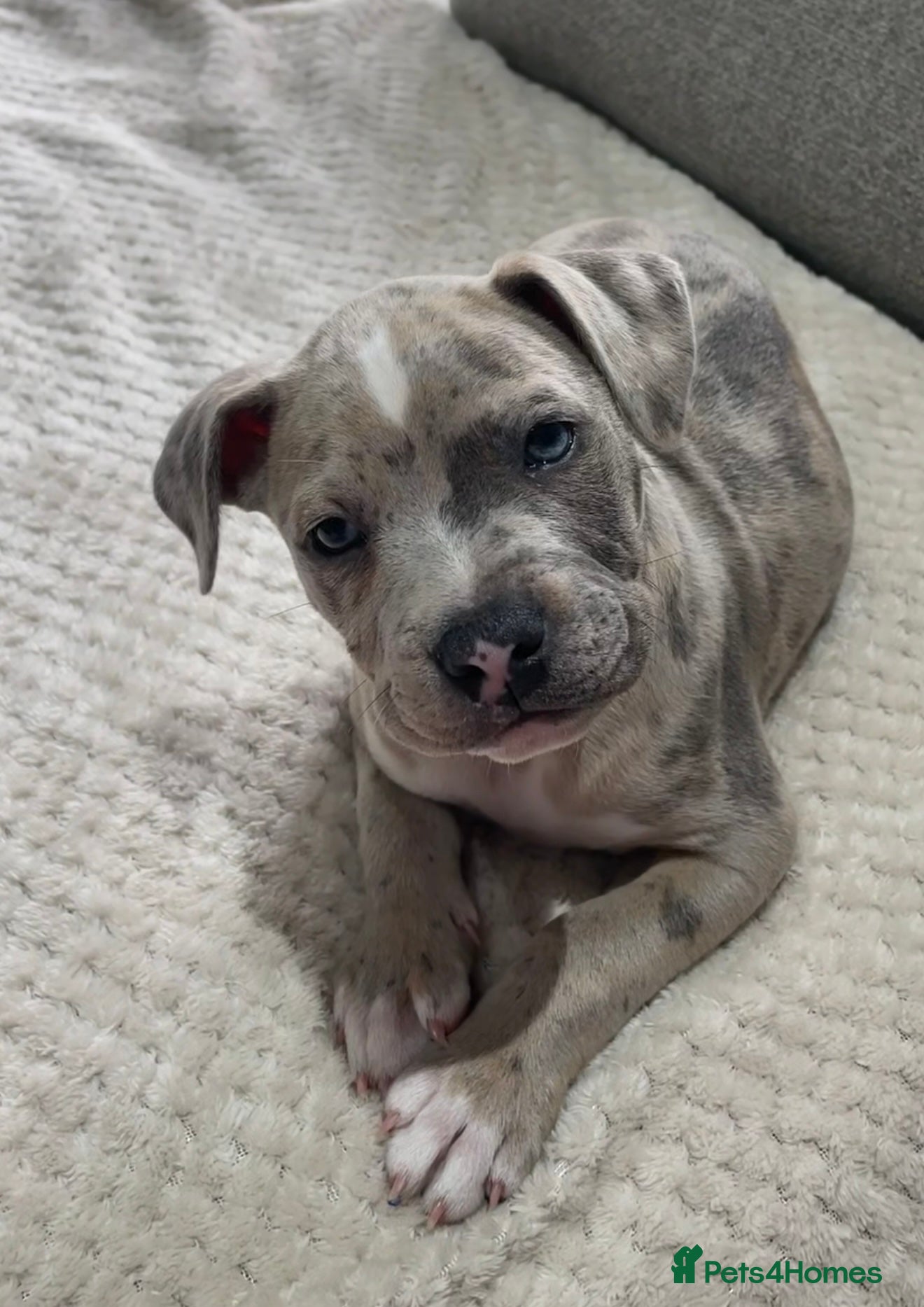 Staffordshire Bull Terrier dogs Beautiful staff puppies  - Advert 4