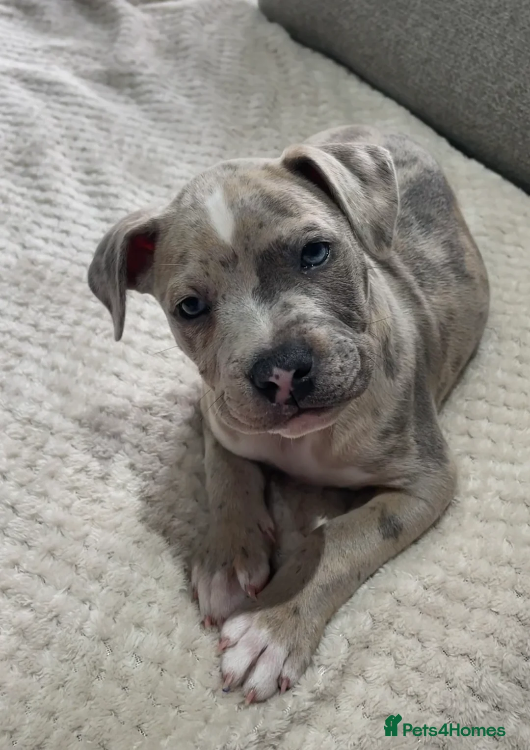 Staffordshire Bull Terrier dogs for sale: Beautiful staff puppies  - Advert 1