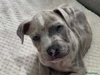 Staffordshire Bull Terrier dogs Beautiful staff puppies - Advert 4