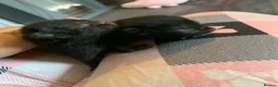 Mixed Breed cats for sale: Kieetens for sale  in Walsall - Advert 3
