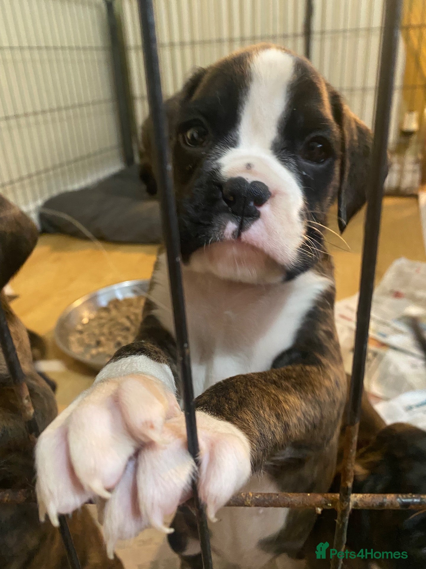 Boxer dogs KC Registered Boxer Puppies - health tested - Advert 2