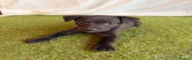 Whippet 6