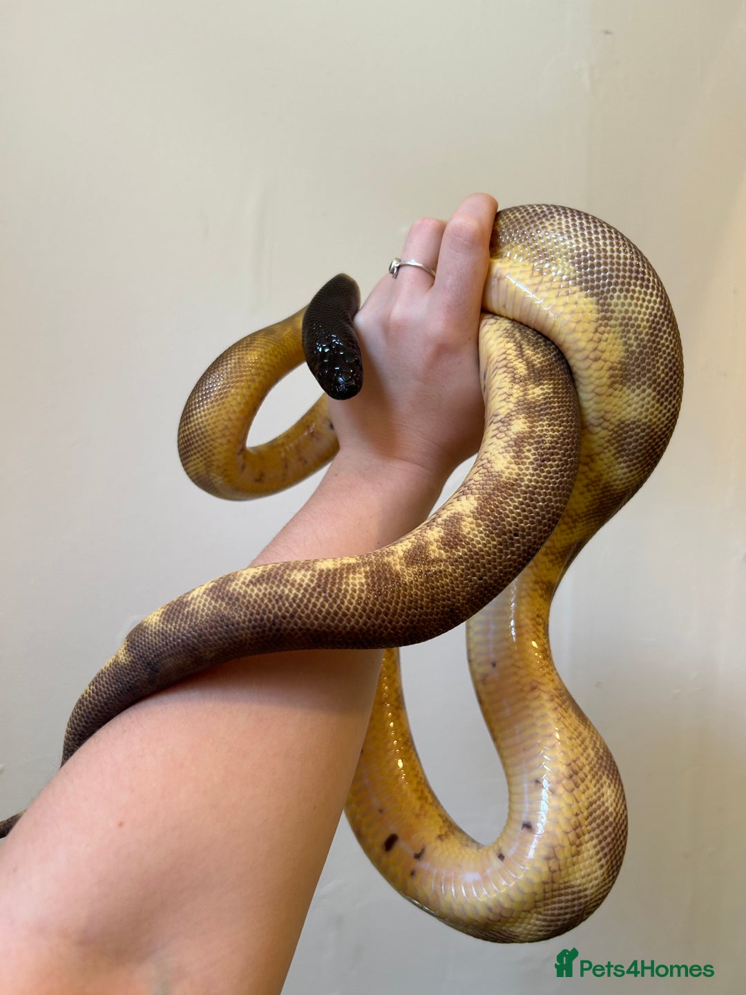 Python Snake reptiles for sale: Black headed python for sale  - Image 4