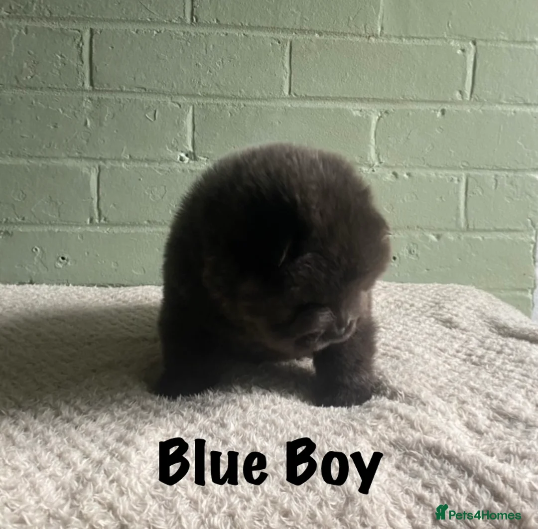 Chow Chow dogs for sale: 🌟QUALITY CHOW CHOW PUPPIES–CHAMPION BLOODLINES🌟 - Advert 12