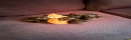 British Shorthair cats for sale: Gorgeous litter of kittens  in Glasgow - Advert 1