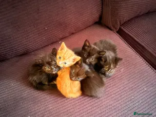 British Shorthair cats Gorgeous litter of kittens - Advert 1