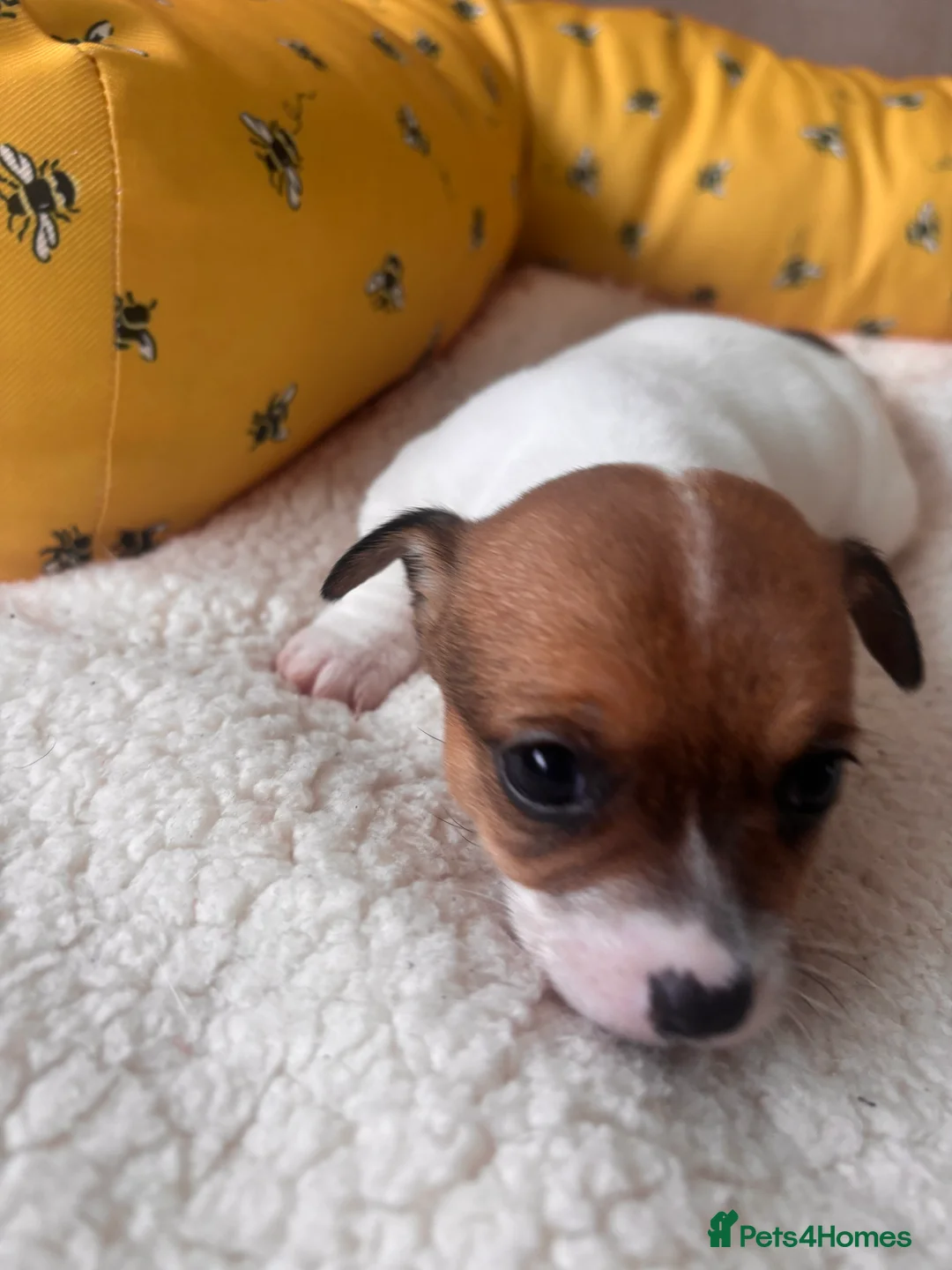 Mixed Breed dogs for sale: 5 beautiful Jackchi boys  - Advert 14